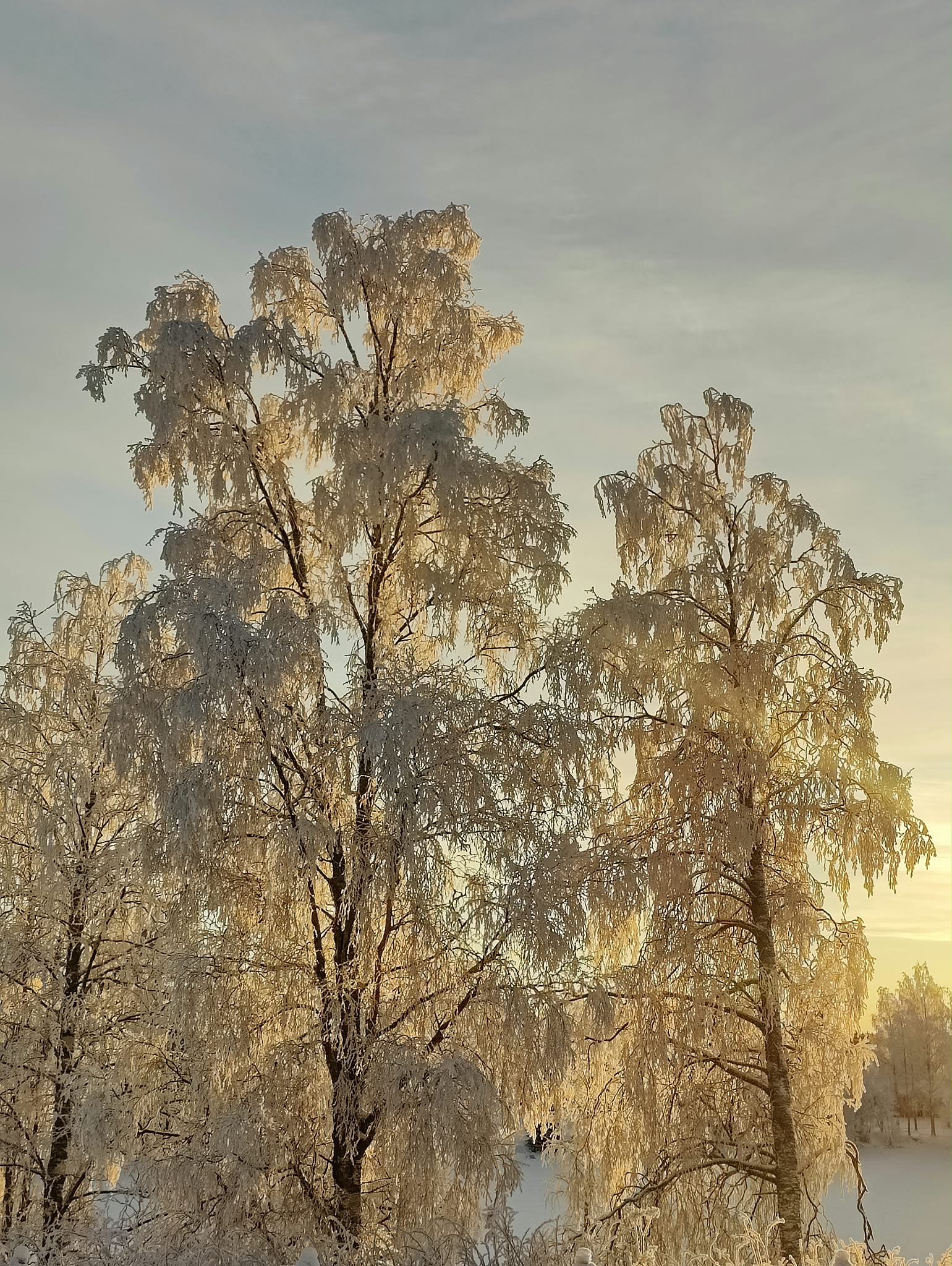 Talvi